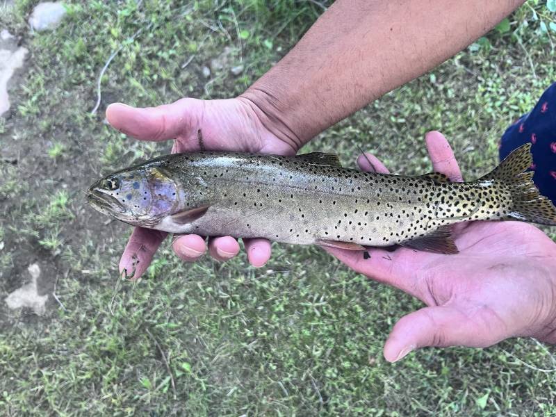 Cutthroat trout in Charleston