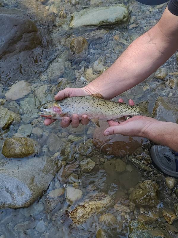Cutthroat trout in Montana