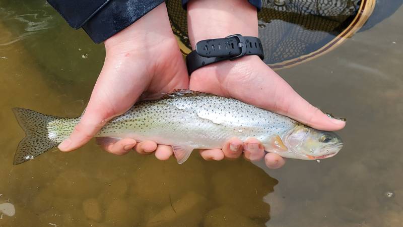Cutthroat trout in Polson