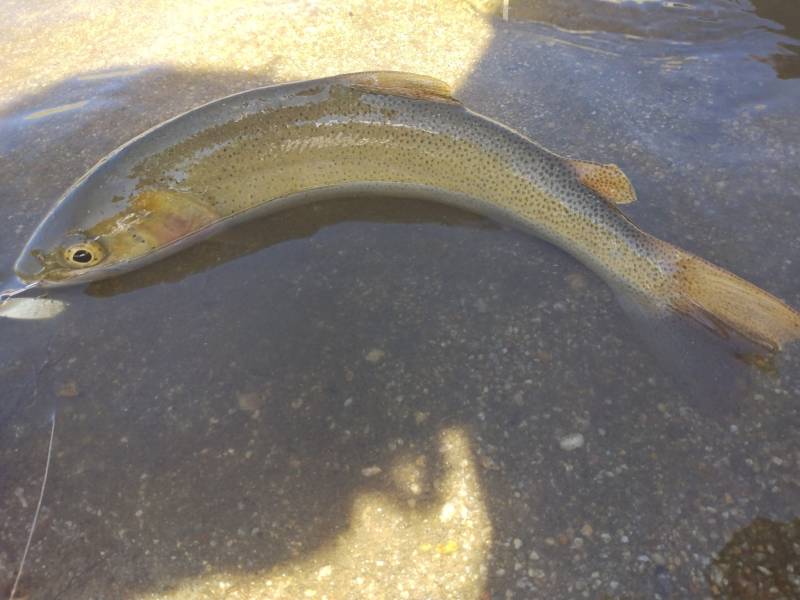Cutthroat trout in Wyoming