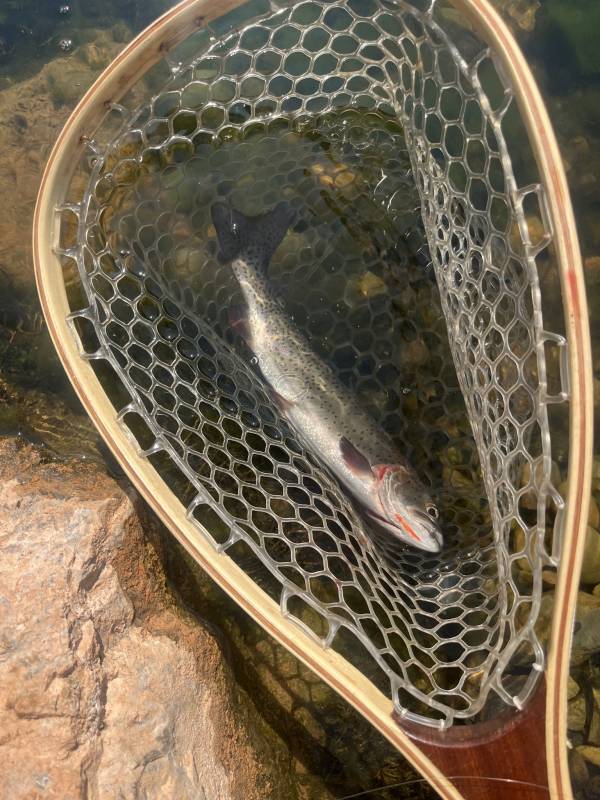 Cutthroat trout in Ogden
