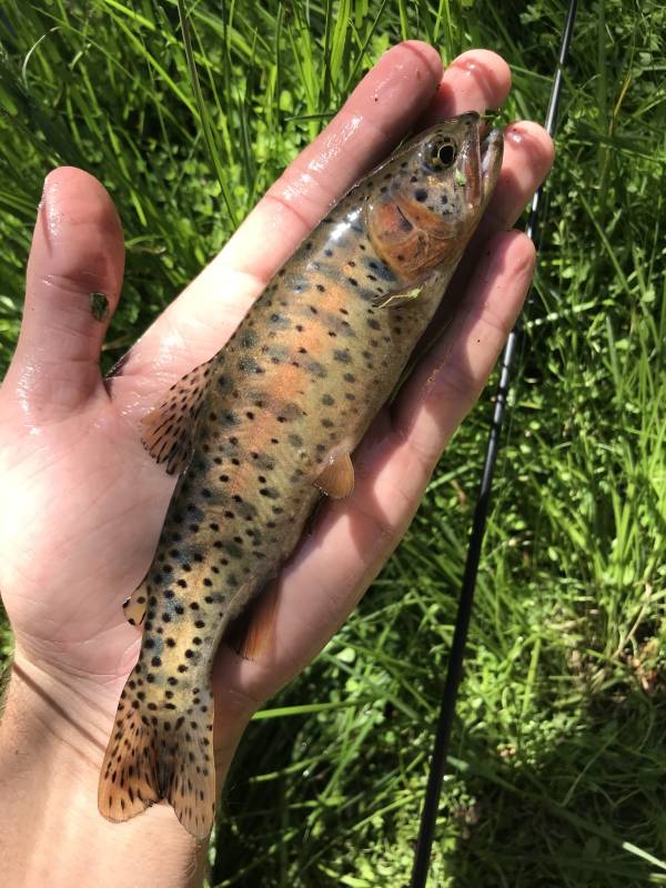 Cutthroat trout in California