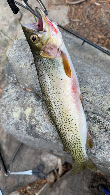 Cutthroat trout in Easton