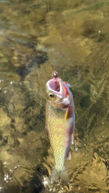 Cutthroat trout in Idaho