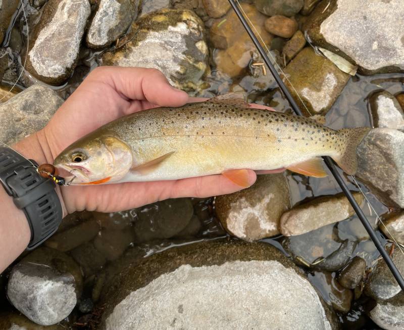 Cutthroat trout in Wyoming