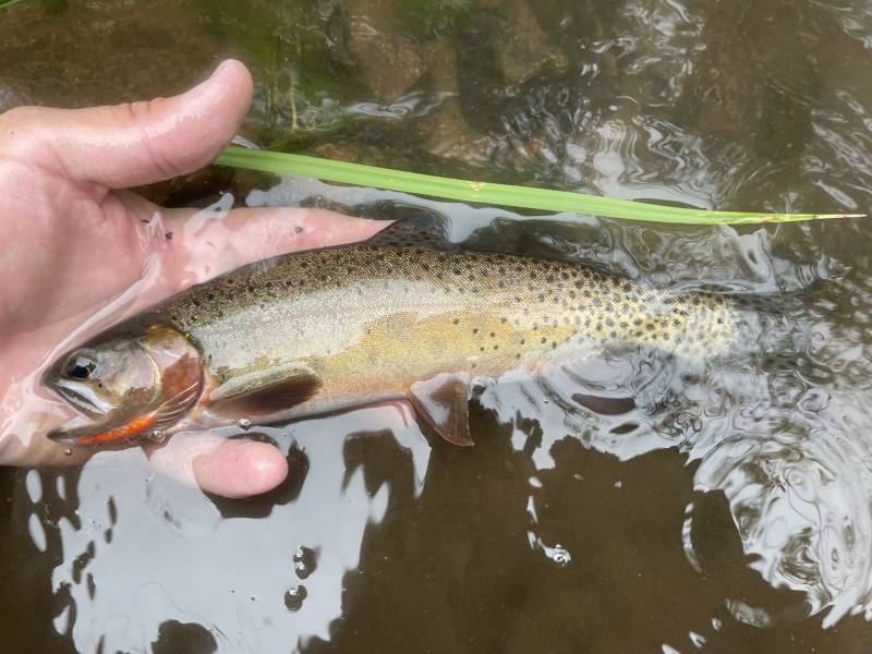 Cutthroat trout in Conejos County