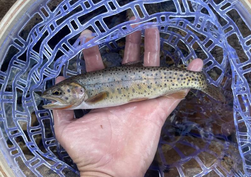 Cutthroat trout in Ogden