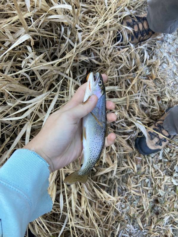 Cutthroat trout in Utah