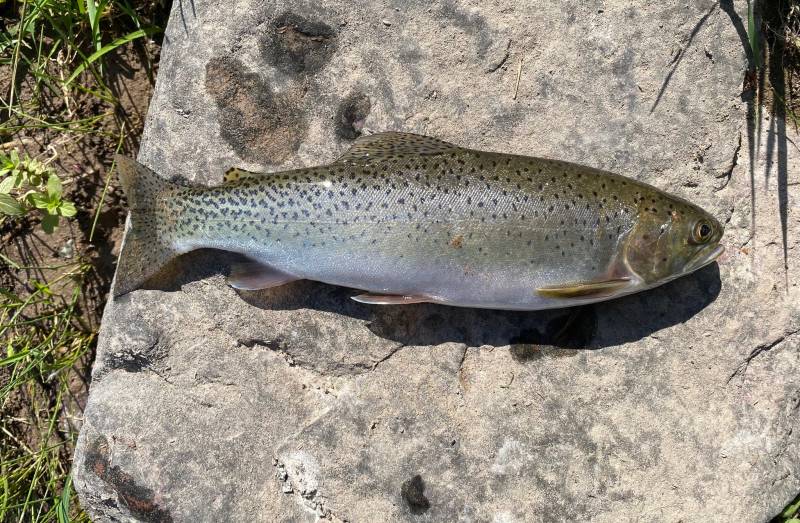 Cutthroat trout in Blackfoot River