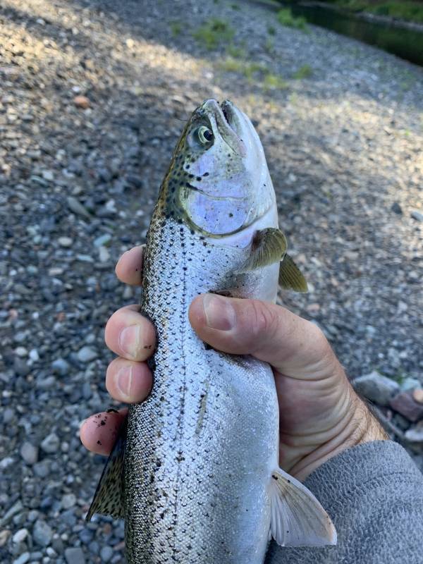 Rainbow trout in Oregon