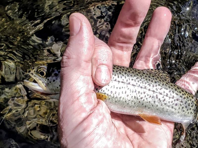 Rainbow trout in Oregon