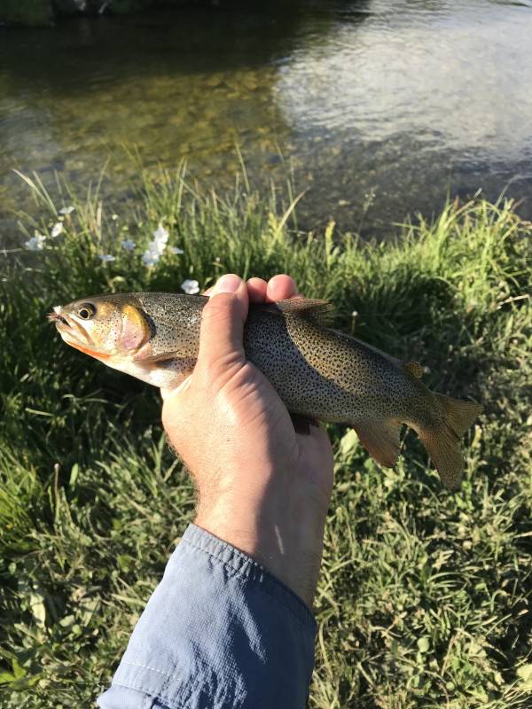 Cutthroat trout in Sheridan County