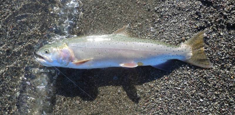 Cutthroat trout in Pyramid Lake