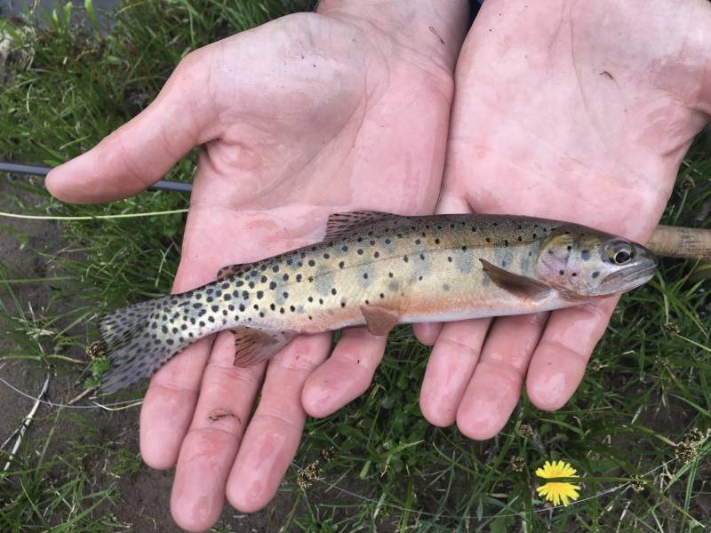 Cutthroat trout in Conejos County
