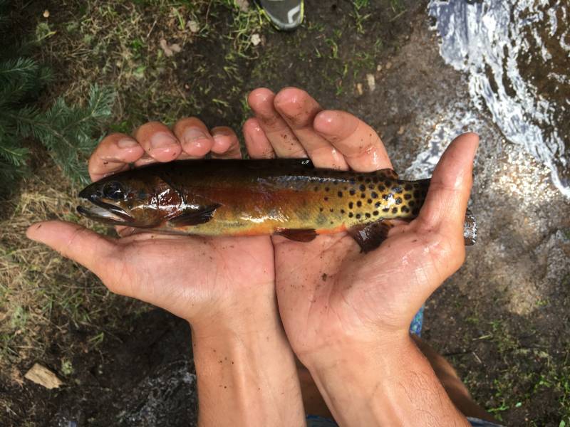 Cutthroat trout in Rio Arriba County