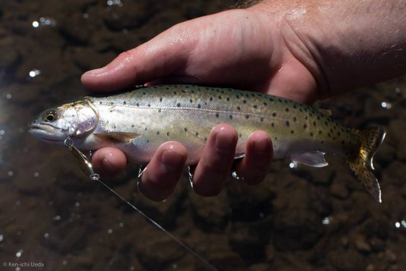 Cutthroat trout in California