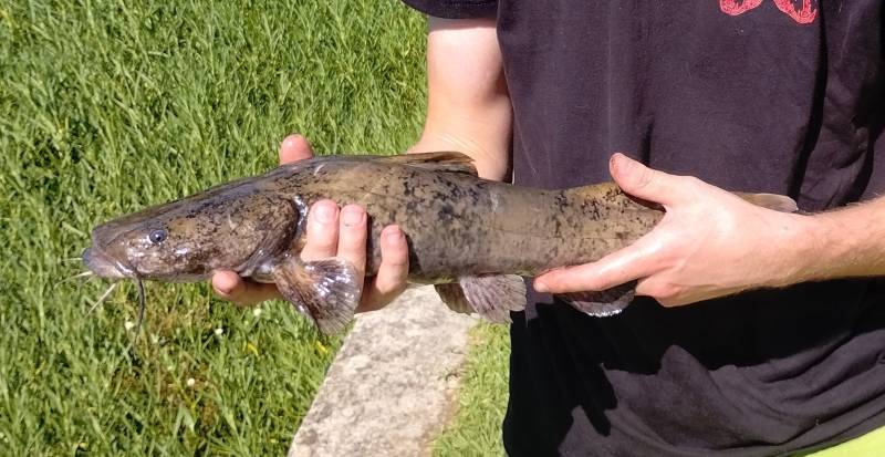 Flathead catfish in United States