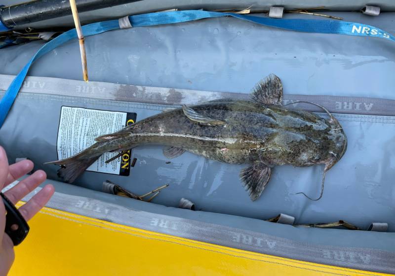 Flathead catfish in Pecos River