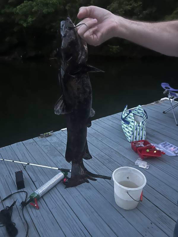 Flathead catfish in Cullman