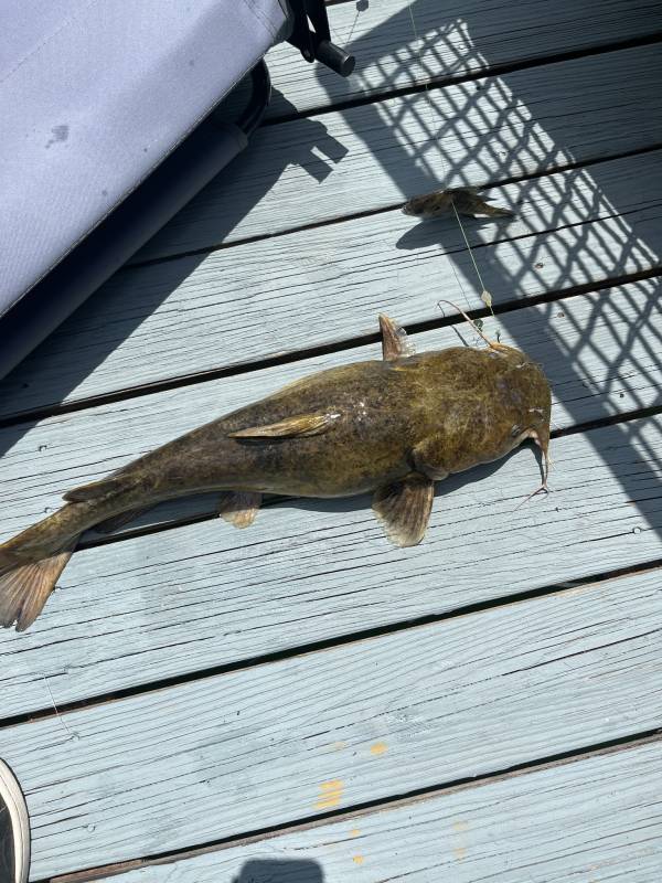 Flathead catfish in Cullman