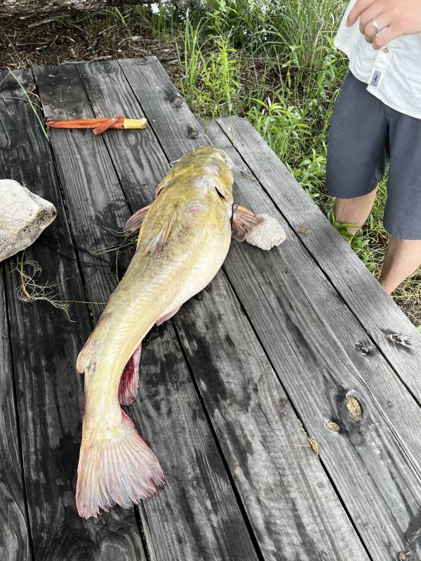 Flathead catfish in Menard
