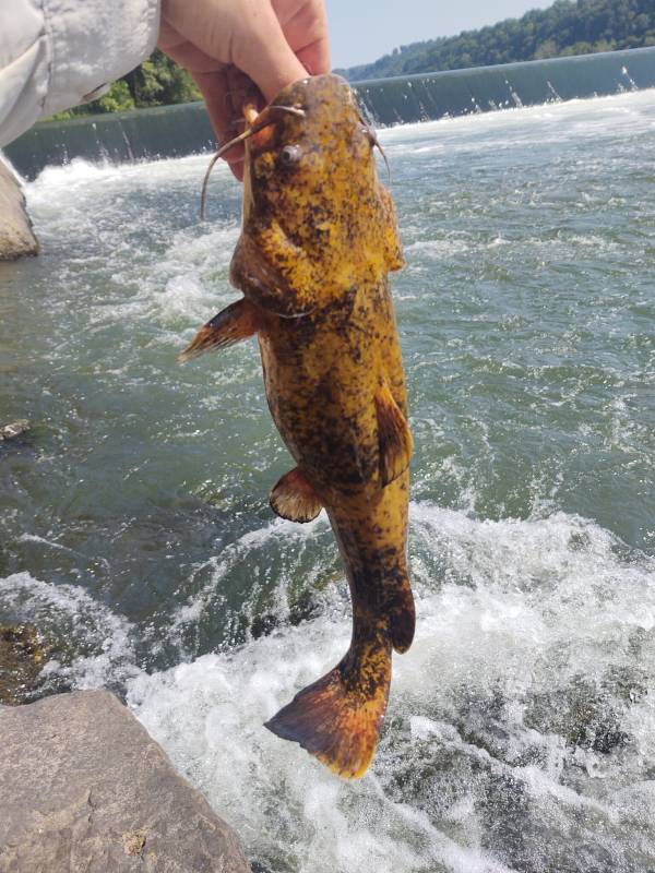 Flathead catfish in Allegheny County