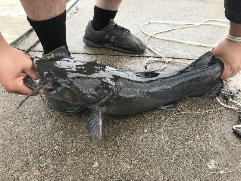 Flathead catfish in Kansas