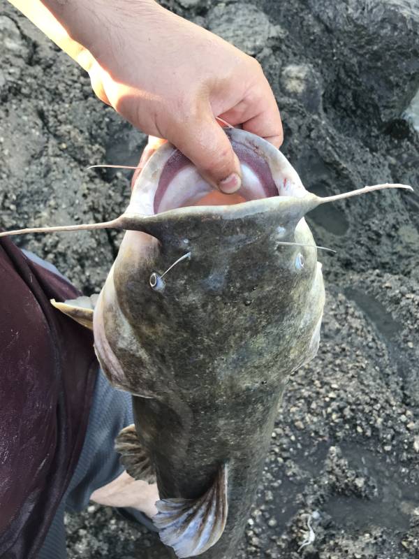 Flathead catfish in Riley County