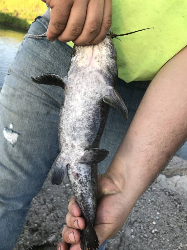 Flathead catfish in Riley County