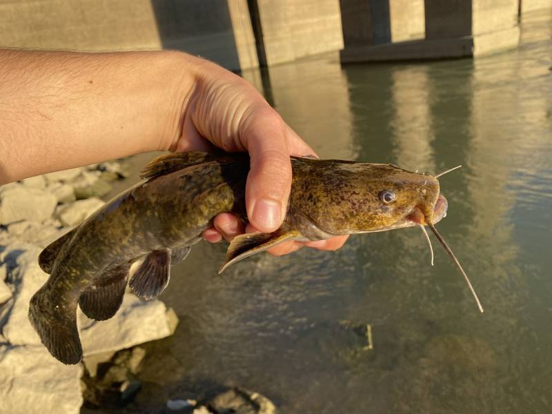 Flathead catfish in Erlanger