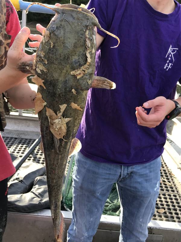 Flathead catfish in Kansas