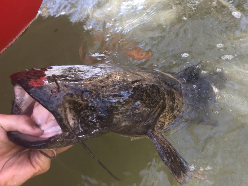 Flathead catfish in Kerrville