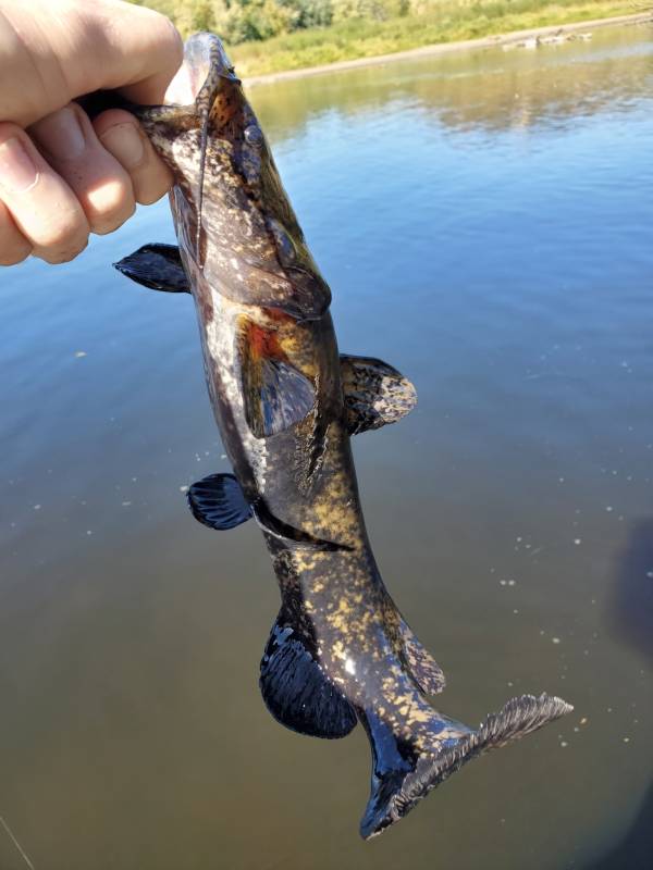Flathead catfish in Wisconsin