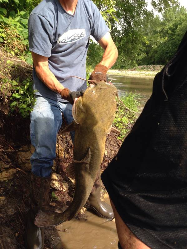 Flathead catfish in Norwalk