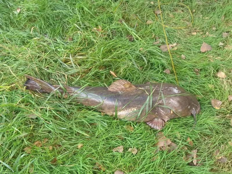 Flathead catfish in Minnesota River
