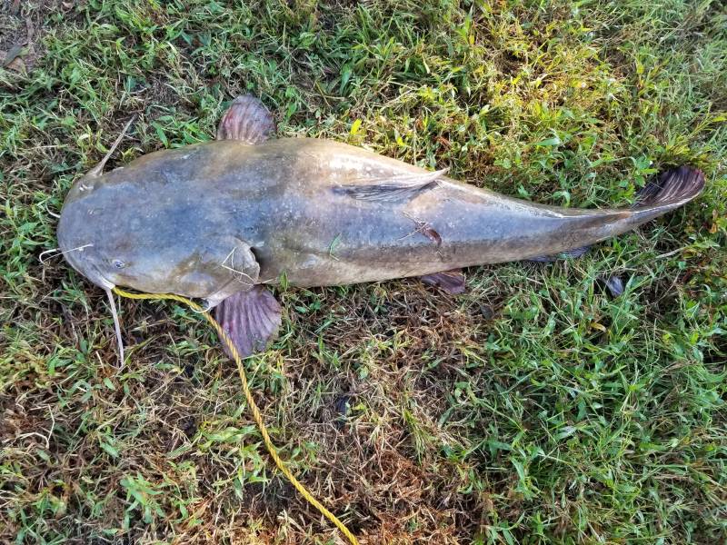 Flathead catfish in Erin