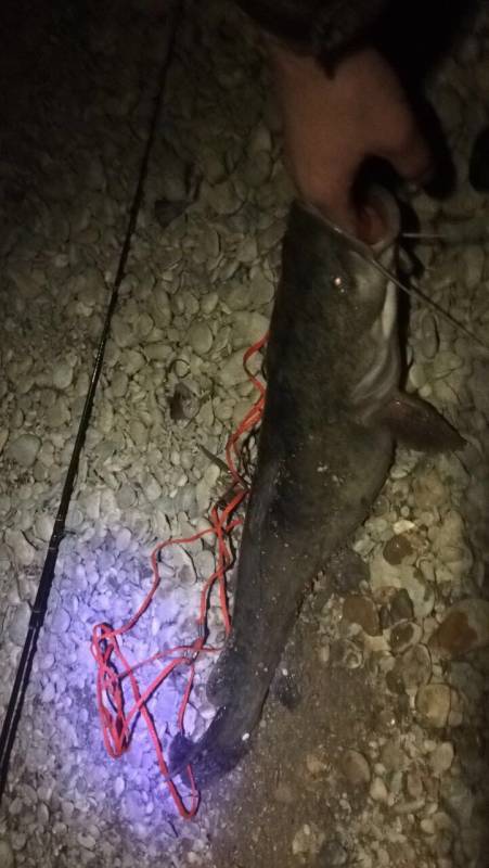 Flathead catfish in Guadalupe River