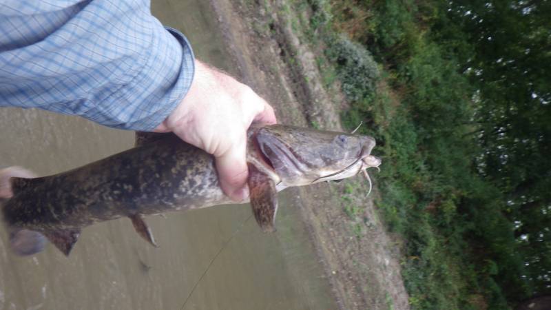 Flathead catfish in Illinois