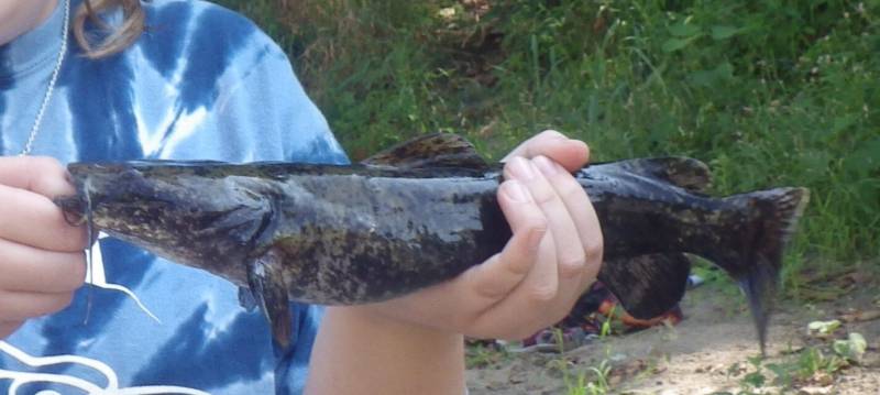 Flathead catfish in Tinley Park