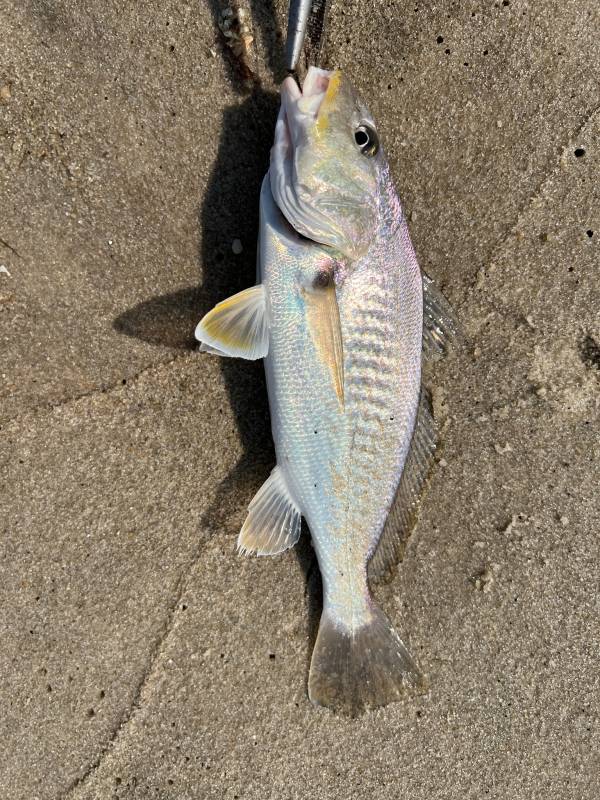 Atlantic croaker in Dagsboro