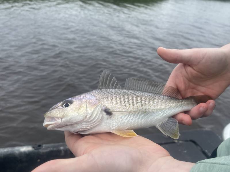 Atlantic croaker in United States