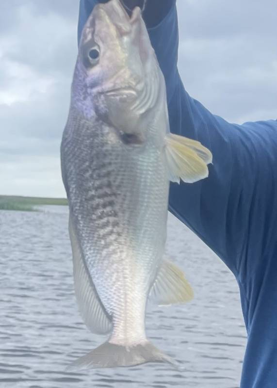 Atlantic croaker in United States