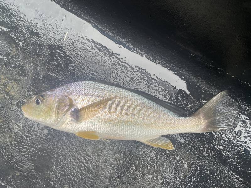 Atlantic croaker in United States