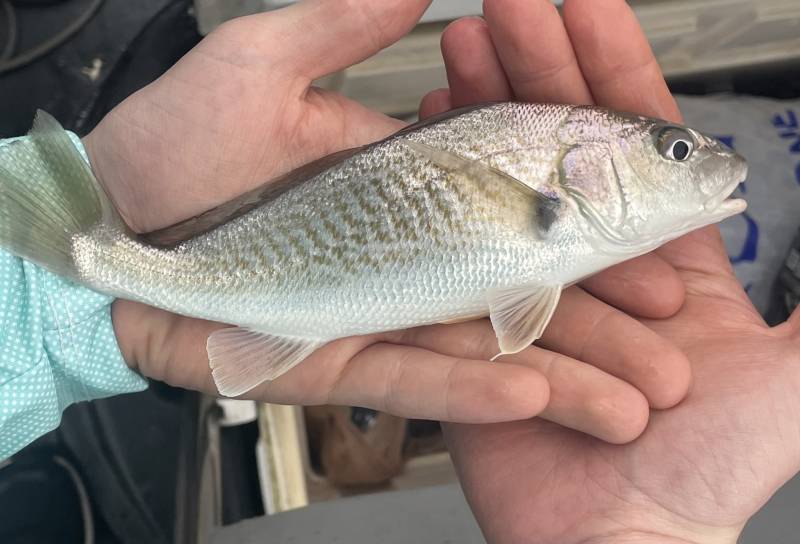 Atlantic croaker in United States