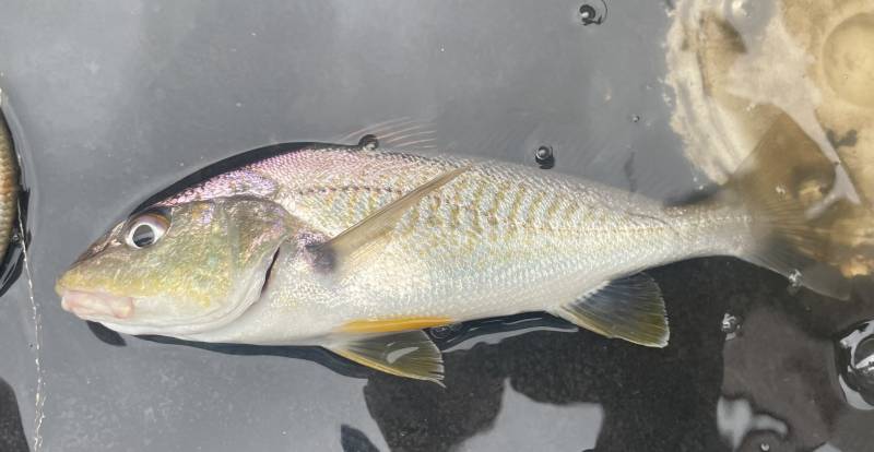 Atlantic croaker in United States