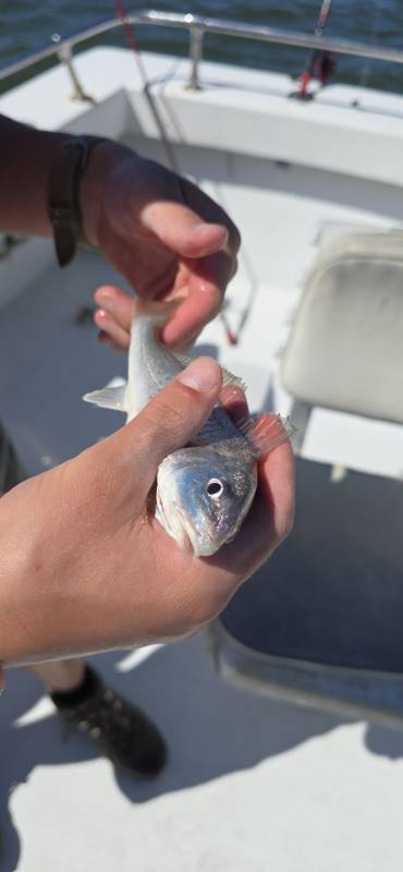 Atlantic croaker in Dagsboro