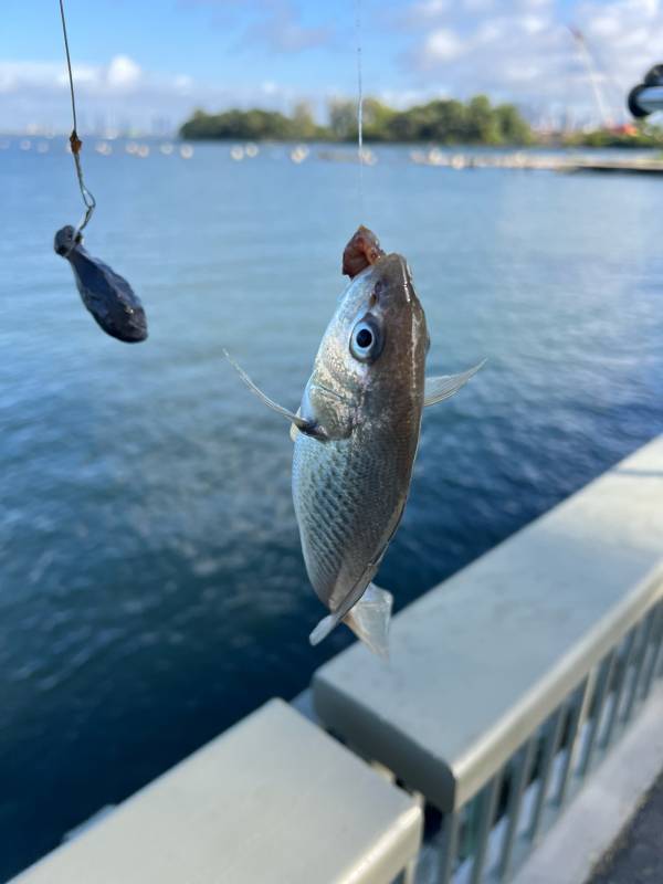 Atlantic croaker in Dunellen