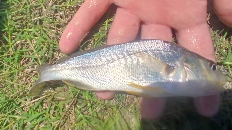 Atlantic croaker in United States
