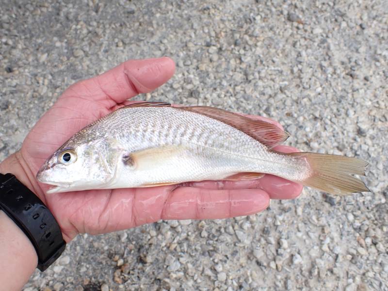 Atlantic croaker in Seadrift