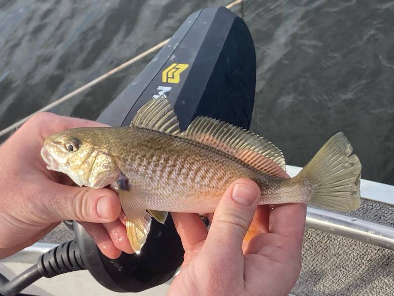 Atlantic croaker in Sopchoppy